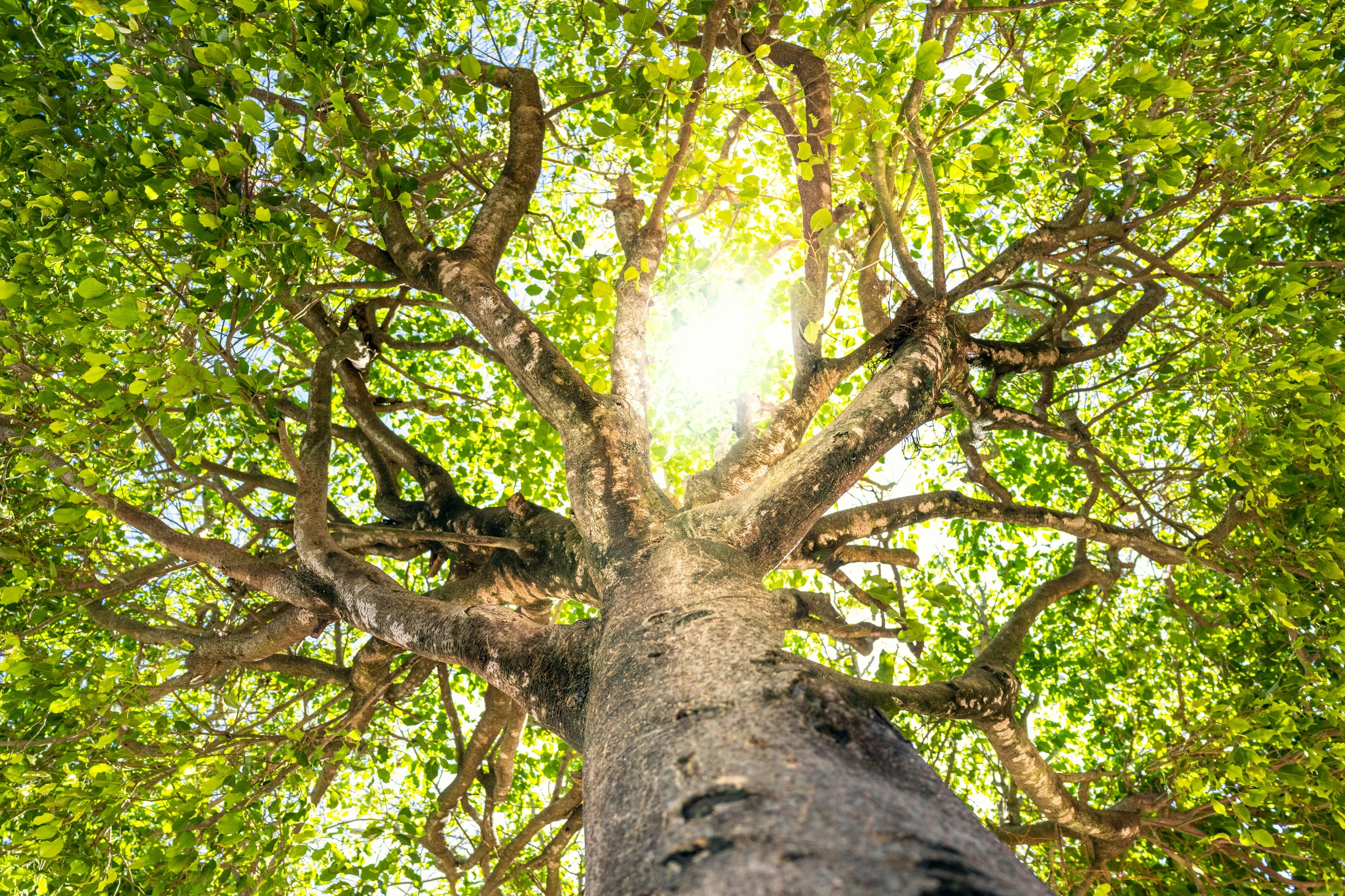 A real tree photographed from below by Ian Talmacs, with spreading branches and sunlight filtering through green leaves.